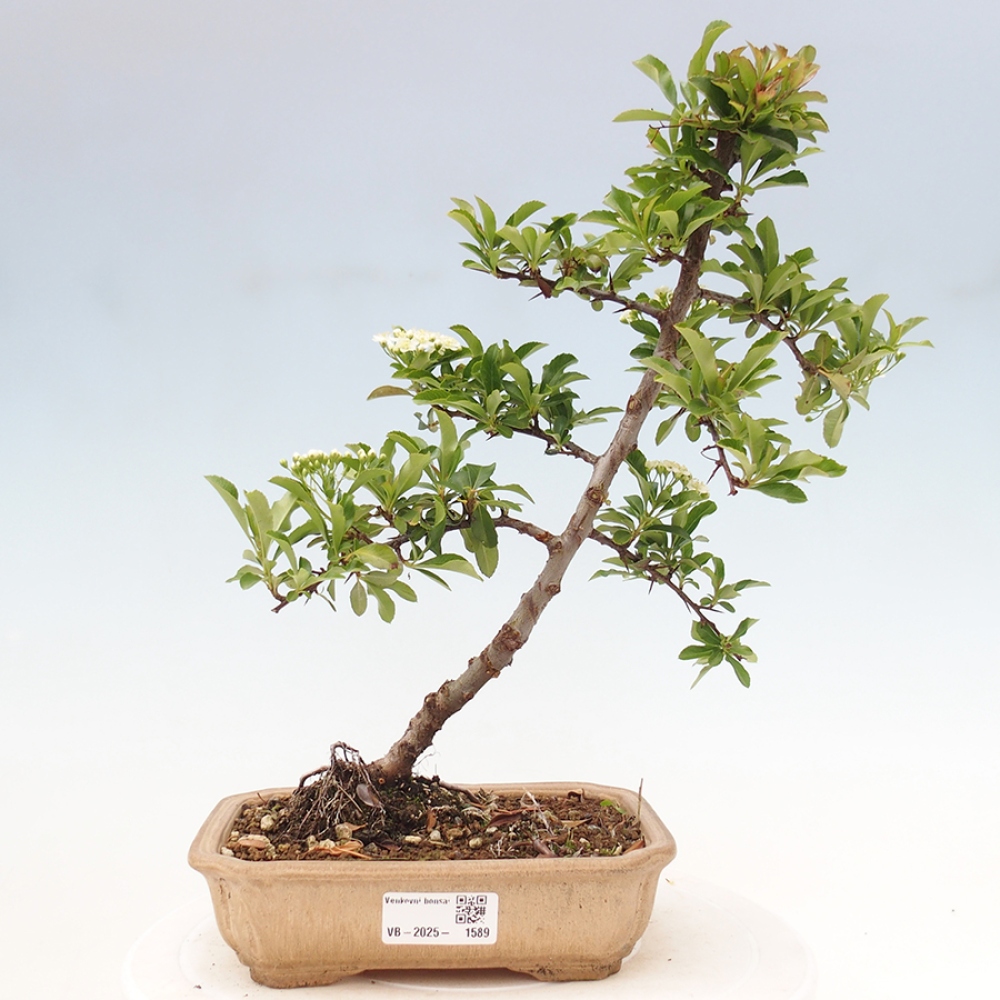 Outdoor Bonsai-Pyracanta Teton -Bakery