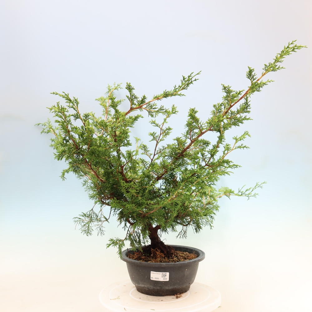Outdoor bonsai - Juniperus chinensis Itoigawa