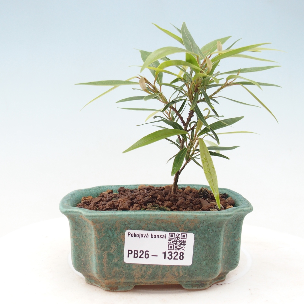 Room bonsai - Ficus nerifolia - small-leaved ficus