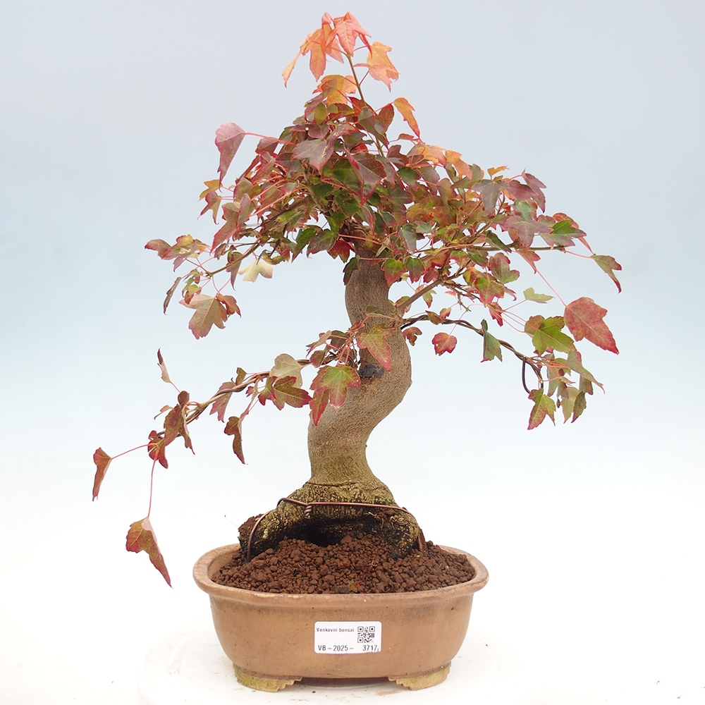 Outdoor bonsai - Maple Buergerianum - Burger Maple