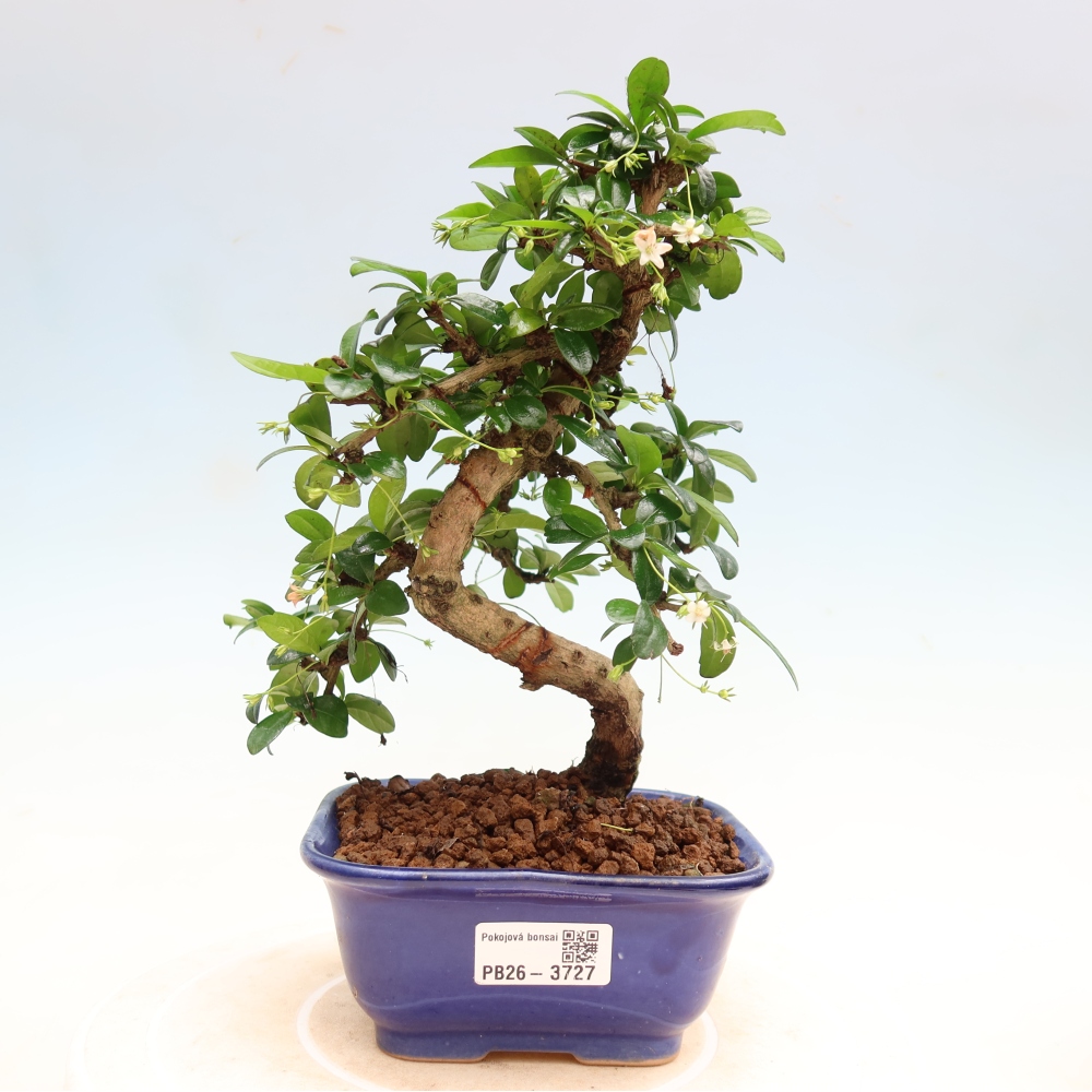 Room bonsai - Carmona macrophylla - Tea fuki