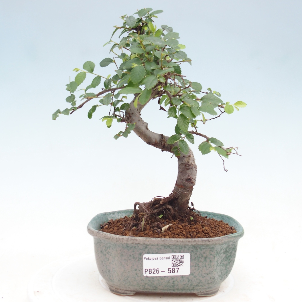 Room bonsai - Ulmus parvifolia - Small-leaved elm