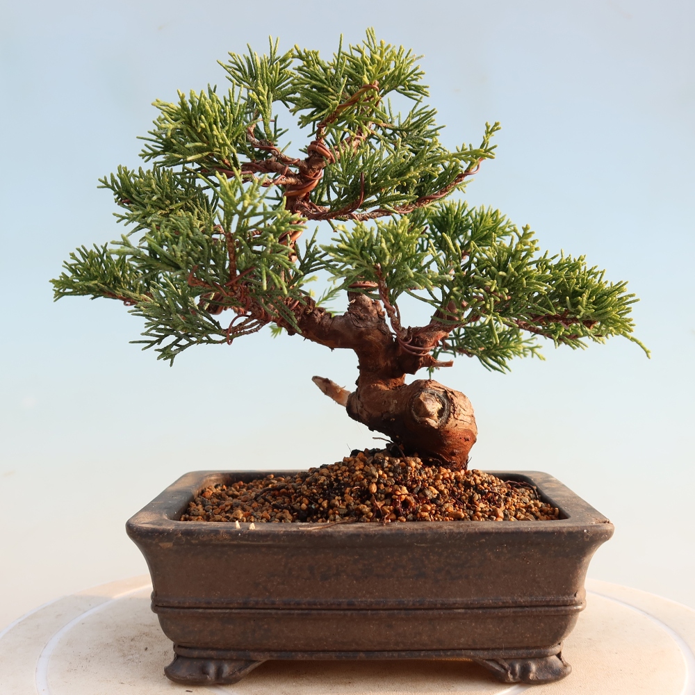 Outdoor bonsai - Juniperus chinensis Itoigawa - Chinese juniper