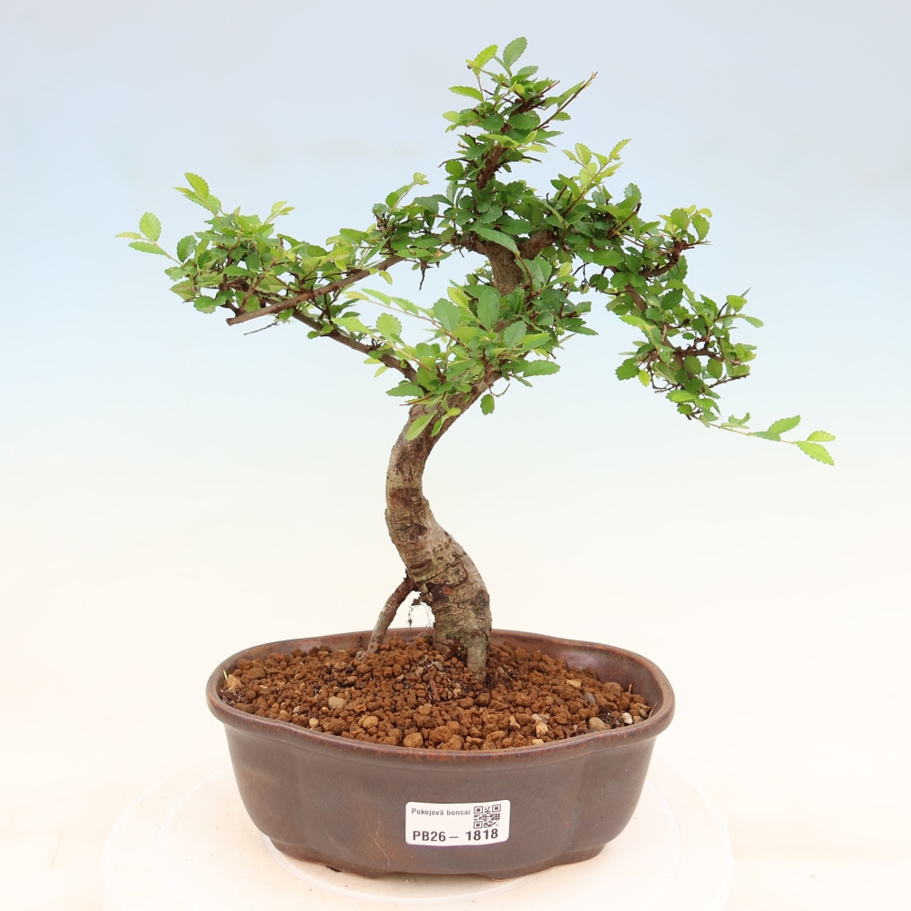 Room bonsai - Ulmus parvifolia - Small-leaved elm