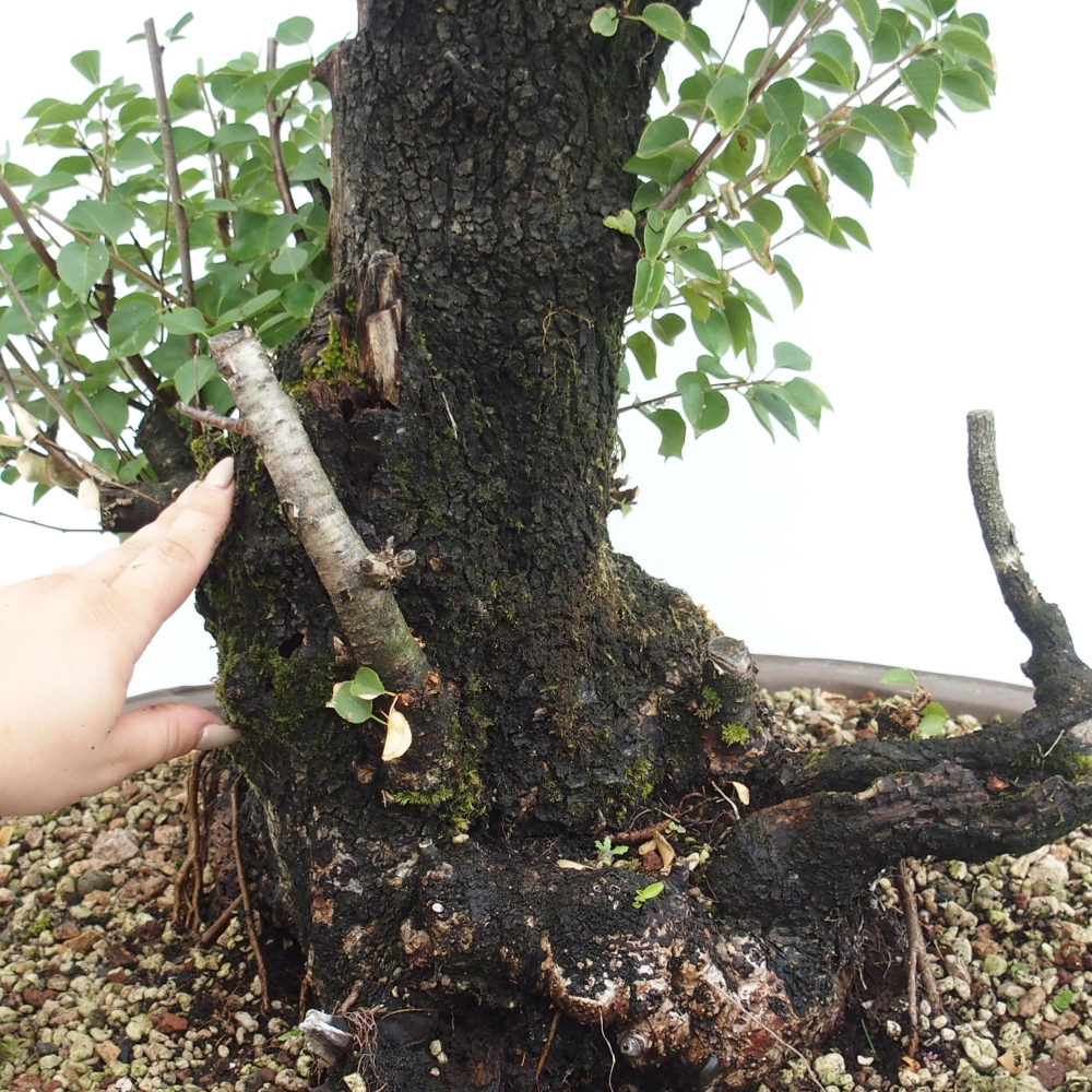 Outdoor bonsai - Mahalebka - Prunus mahaleb