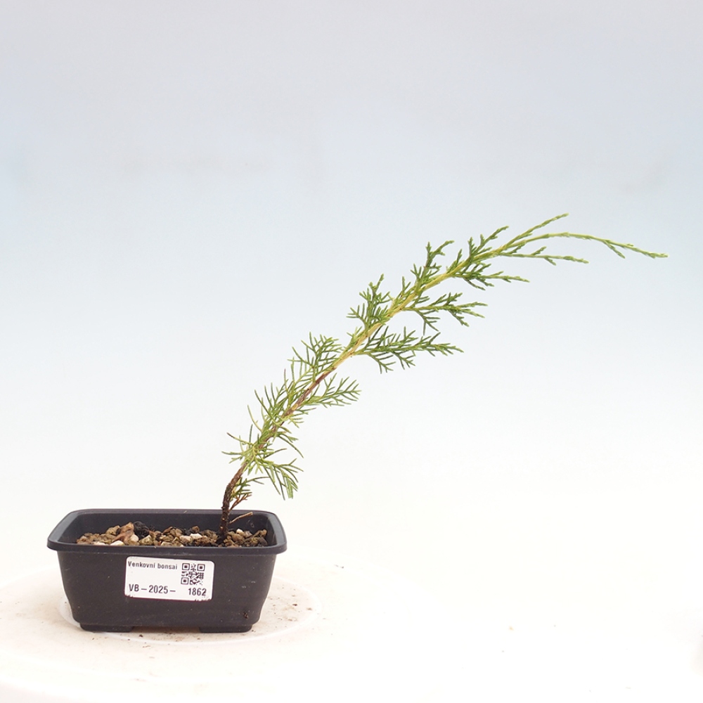 Outdoor bonsai - Juniperus chinensis Itoigawa - Chinese juniper
