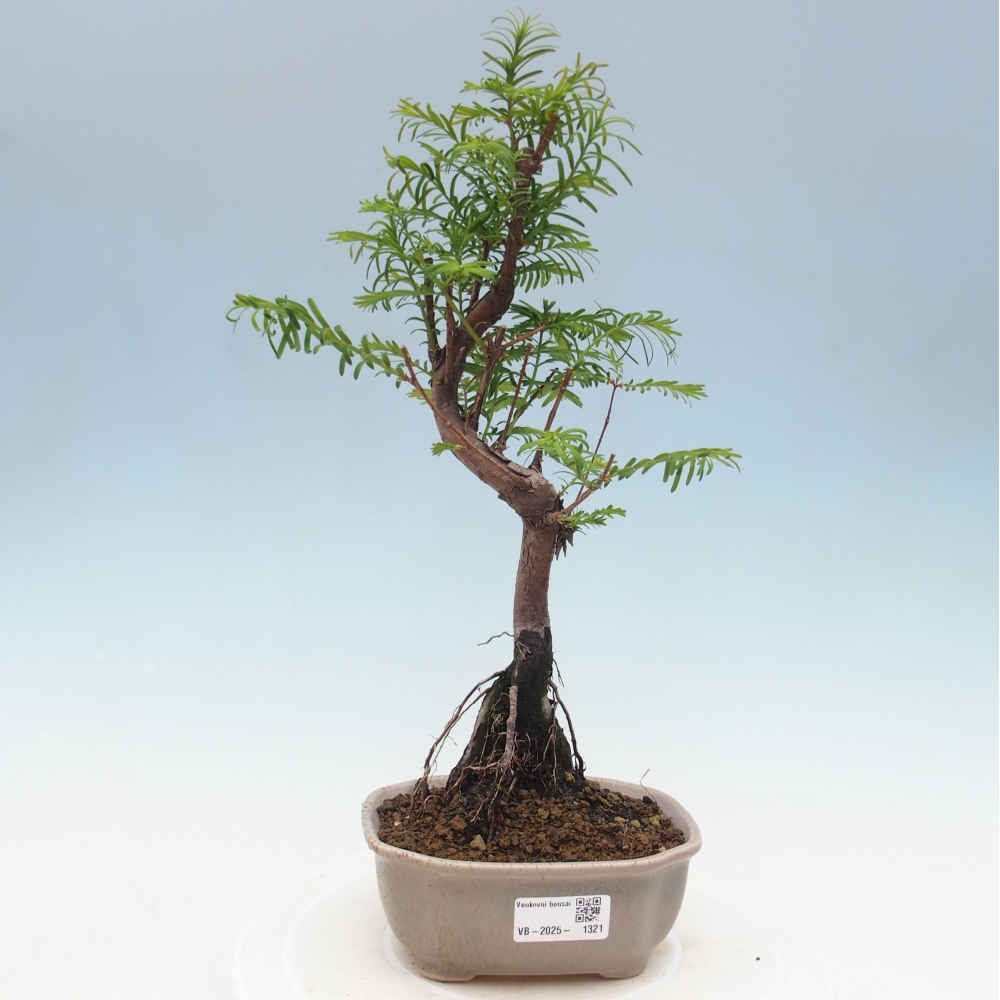 Outdoor bonsai - Metasequoia glyptostroboides - Chinese Metasequoia