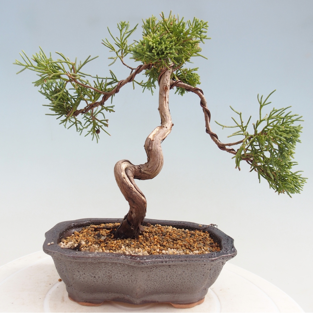 Outdoor bonsai - Juniperus chinensis Kishu