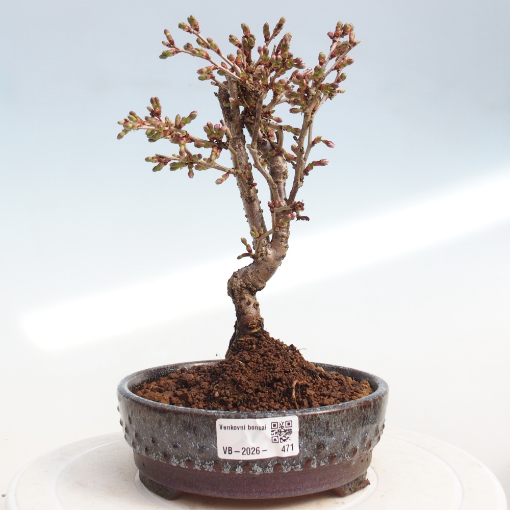 Outdoor bonsai - Prunus incisa Kojou-no mai-Plivon cut out
