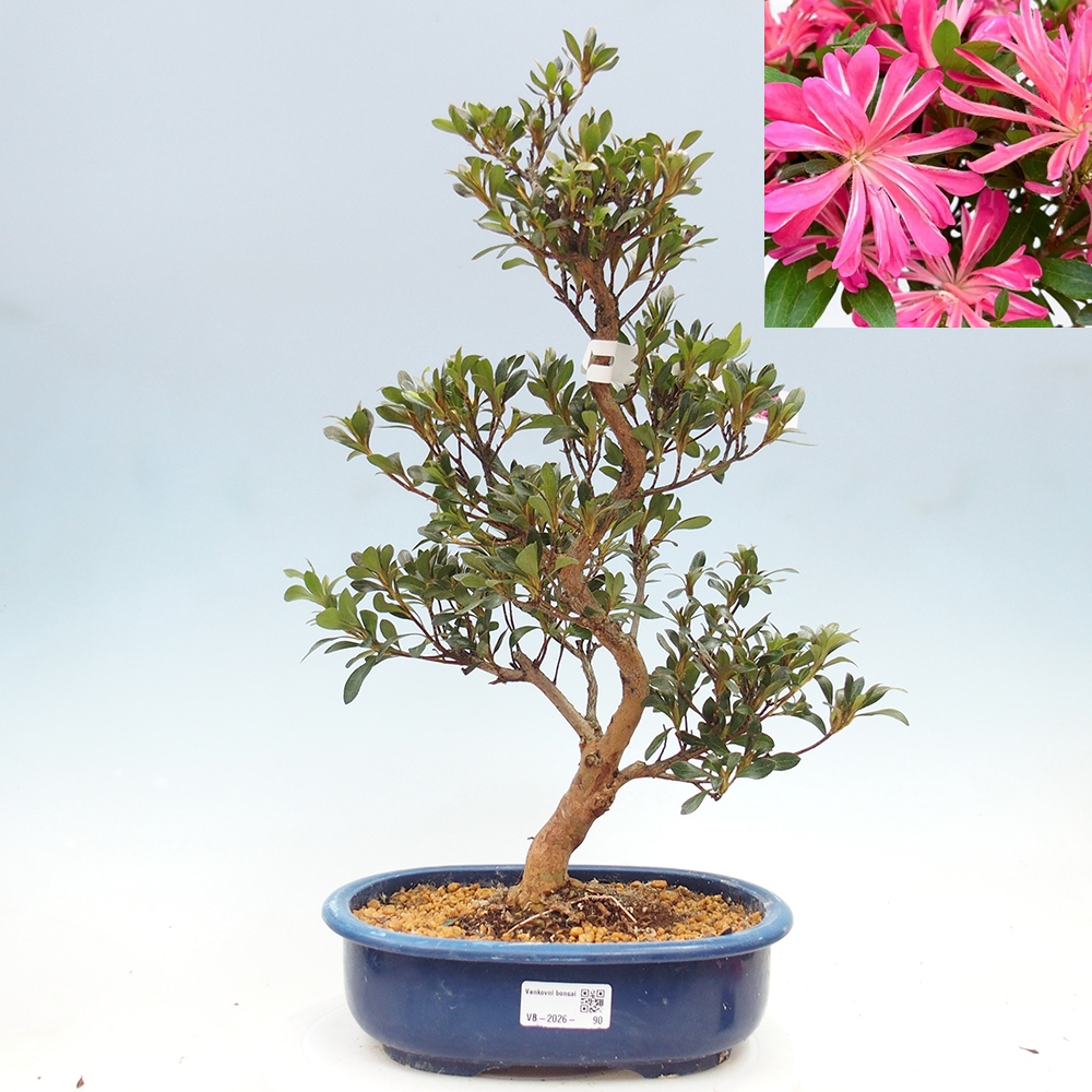 Outdoor bonsai - Japanese Azalea - Azalea HANABIN