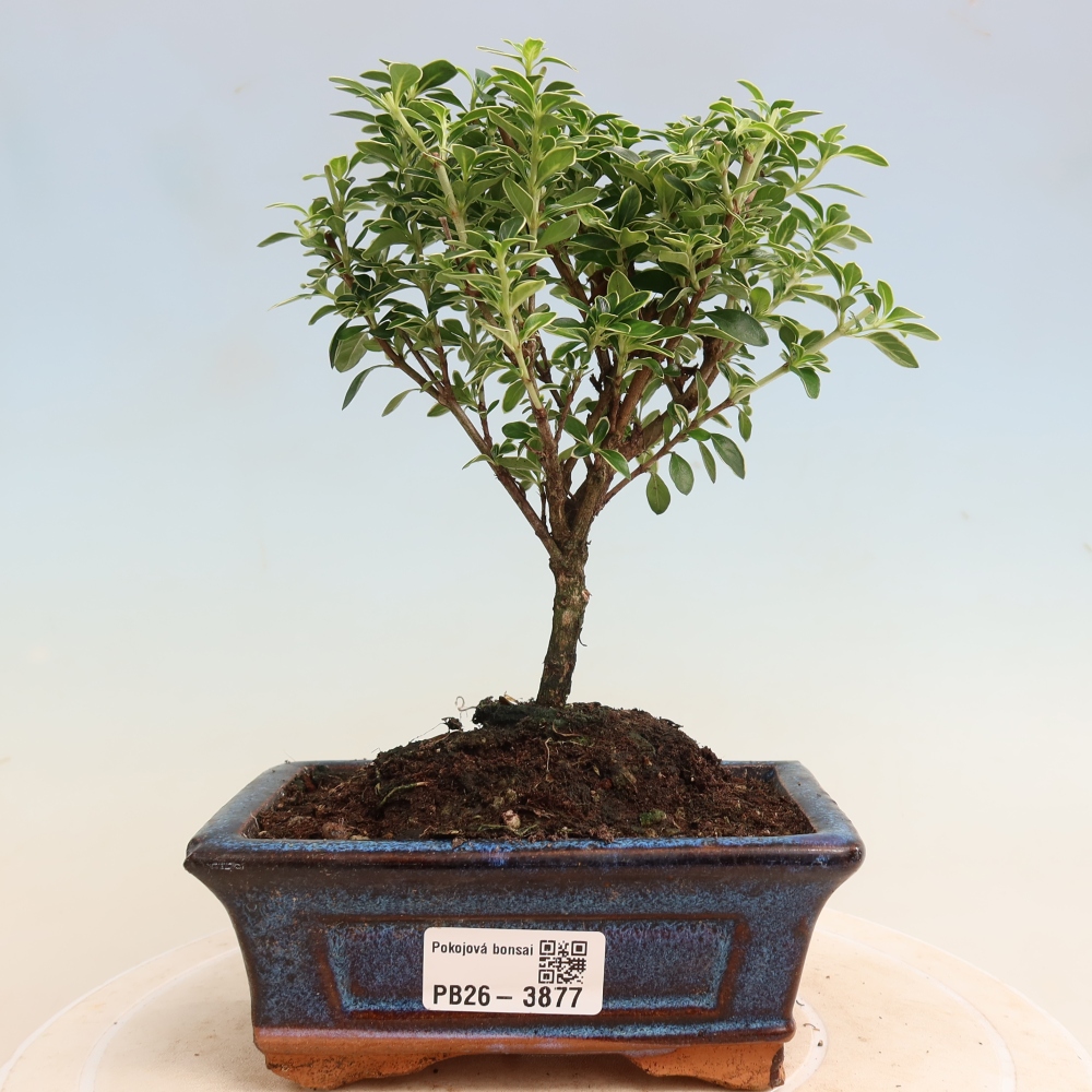Indoor Bonsai - Serissa foetida Variegata - Tree of a Thousand Stars