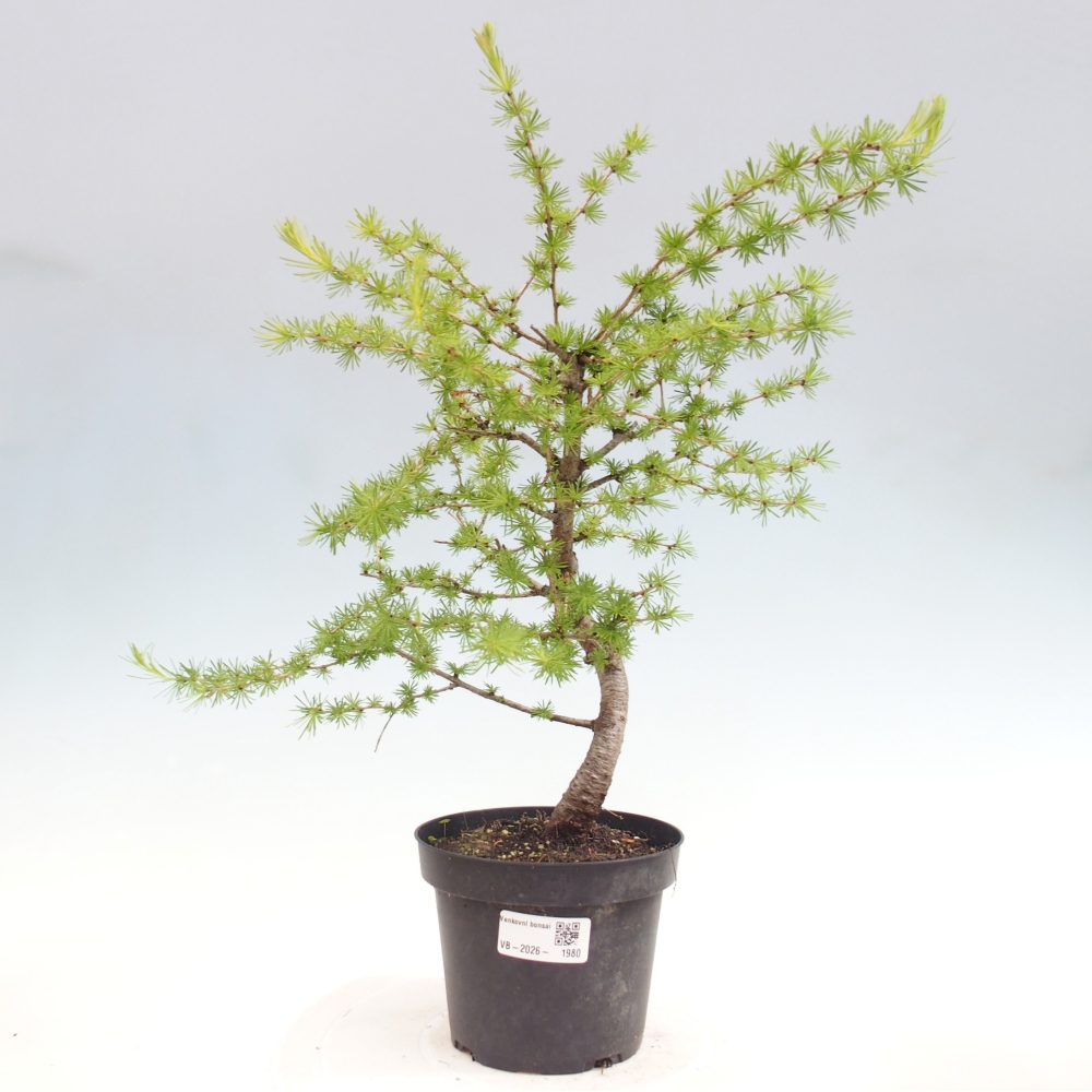 Outdoor bonsai -Larix decidua - Larch
