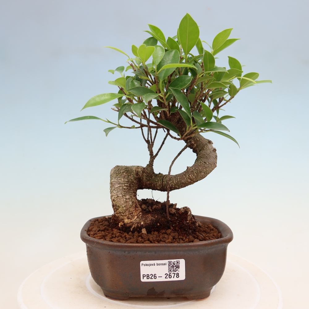 Room bonsai - Ficus kimmen - small-leaved ficus