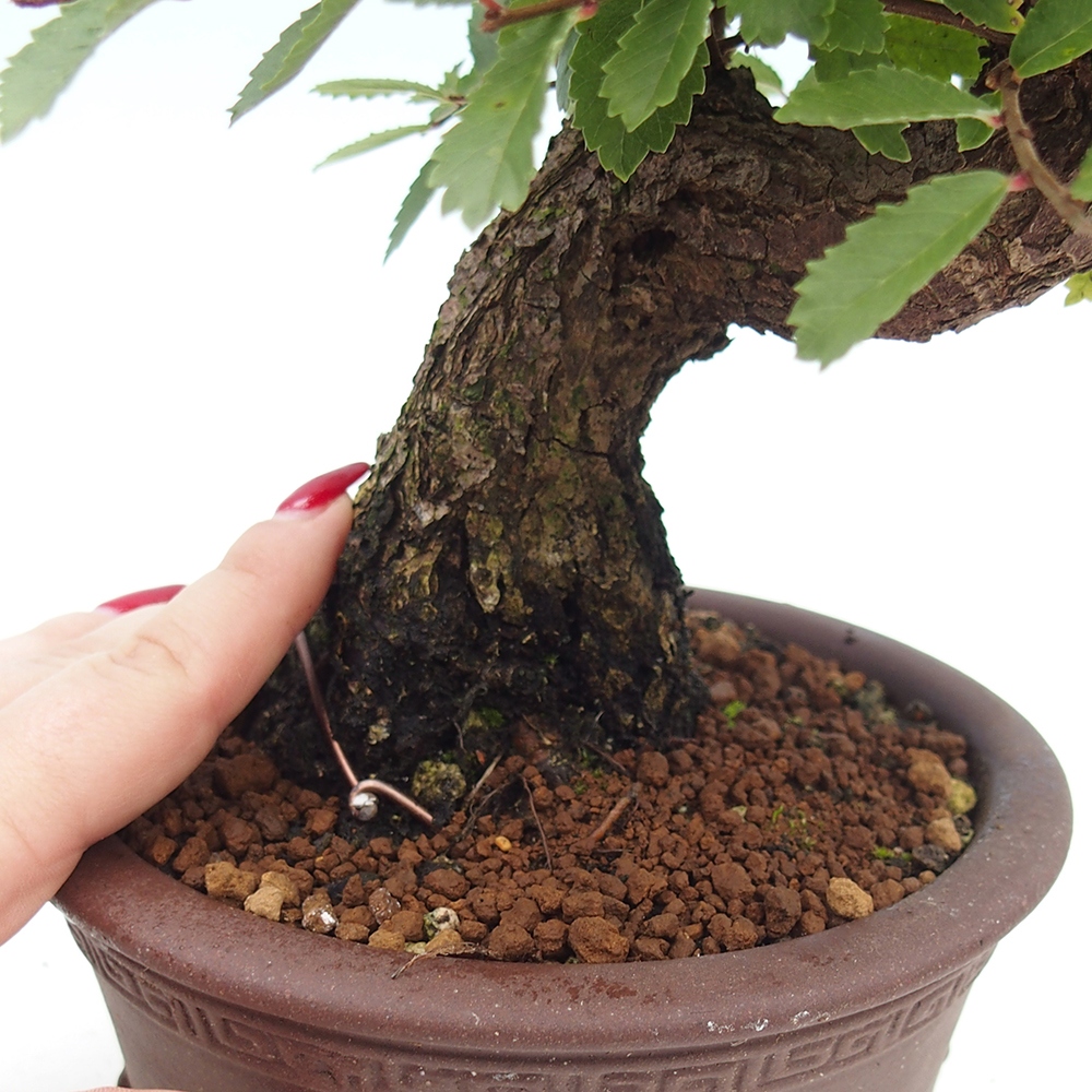 Outdoor bonsai - Zelkova - Zelkova serrata