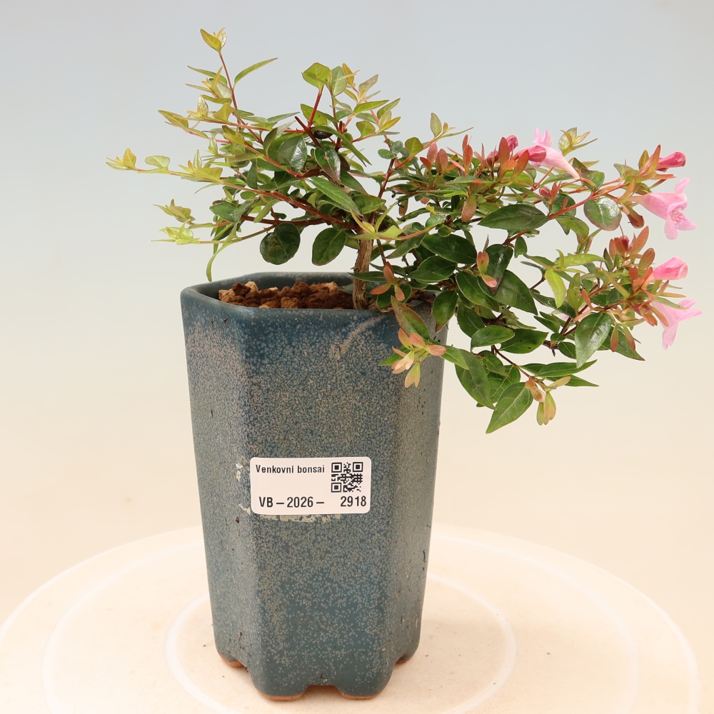 Outdoor Bonsai - Abelia Edward Goucher - Large-flowered Abelia