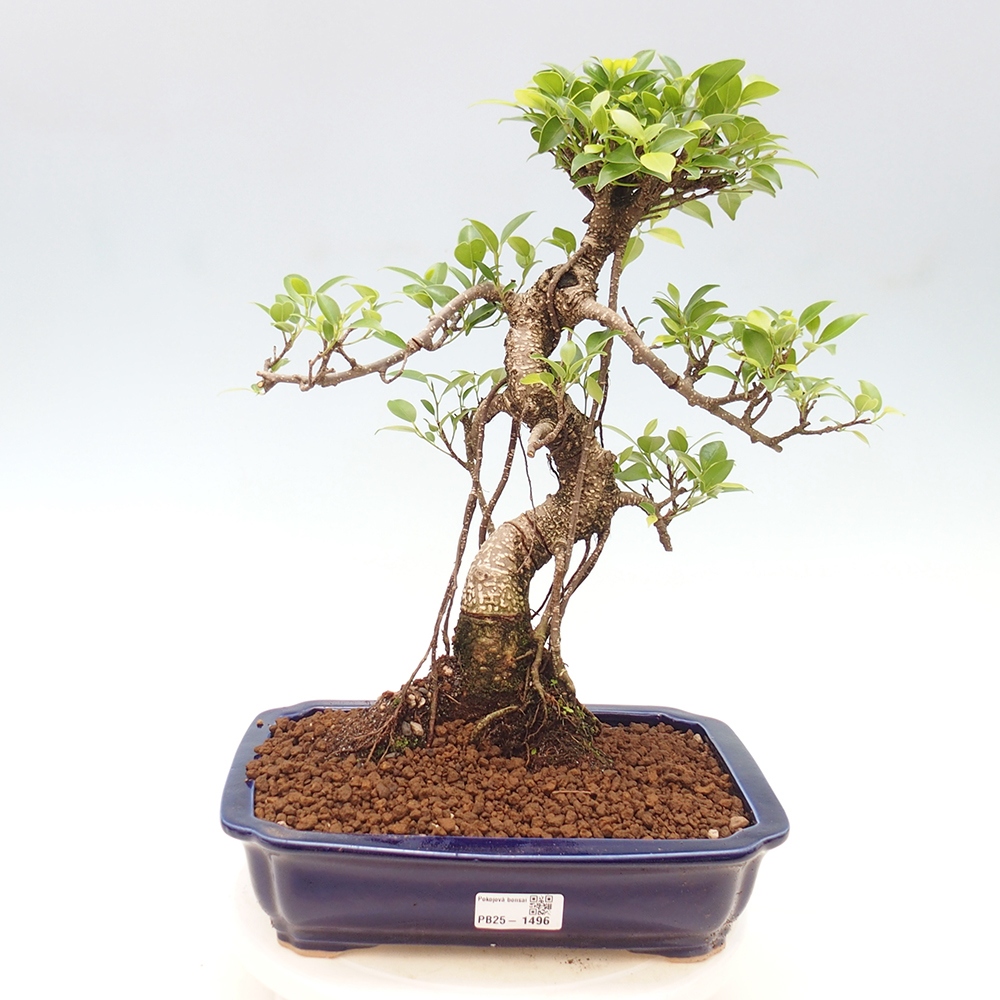 Indoor bonsai - Ficus kimmen - small-leaved ficus