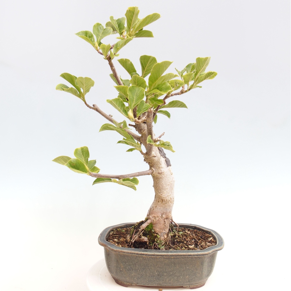 Outdoor bonsai - Magnolia Black Tulip - Magnolia