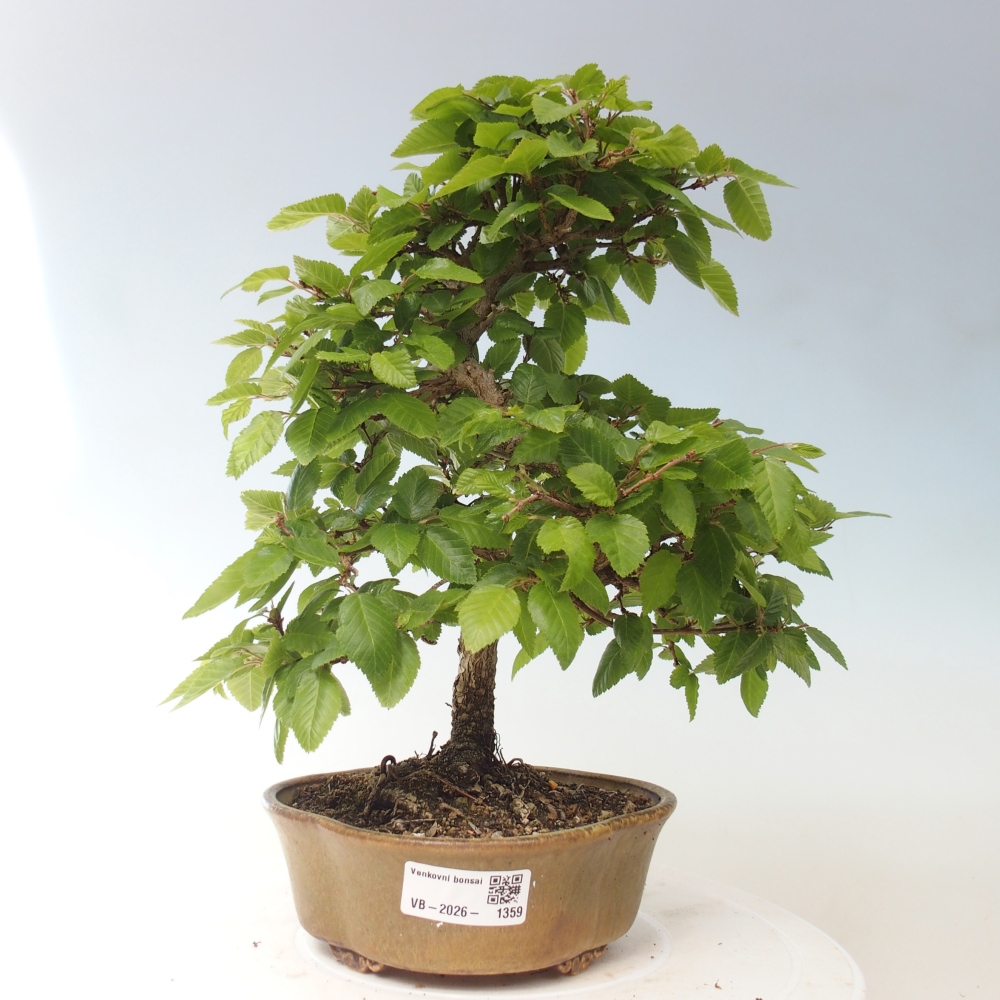 Outdoor bonsai -Carpinus CARPINOIDES - Korean Hornbeam