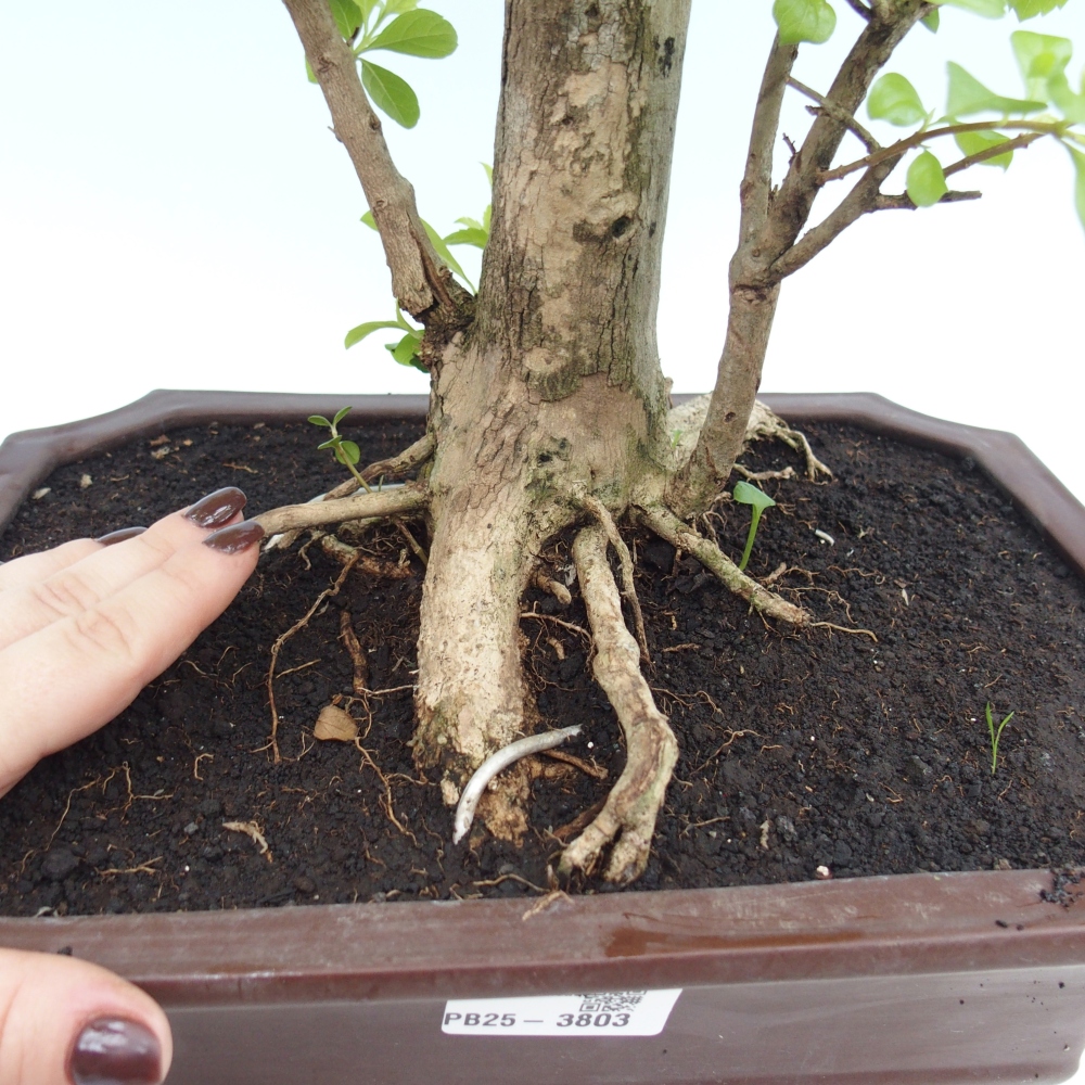 Room bonsai - Duranta erecta Aurea