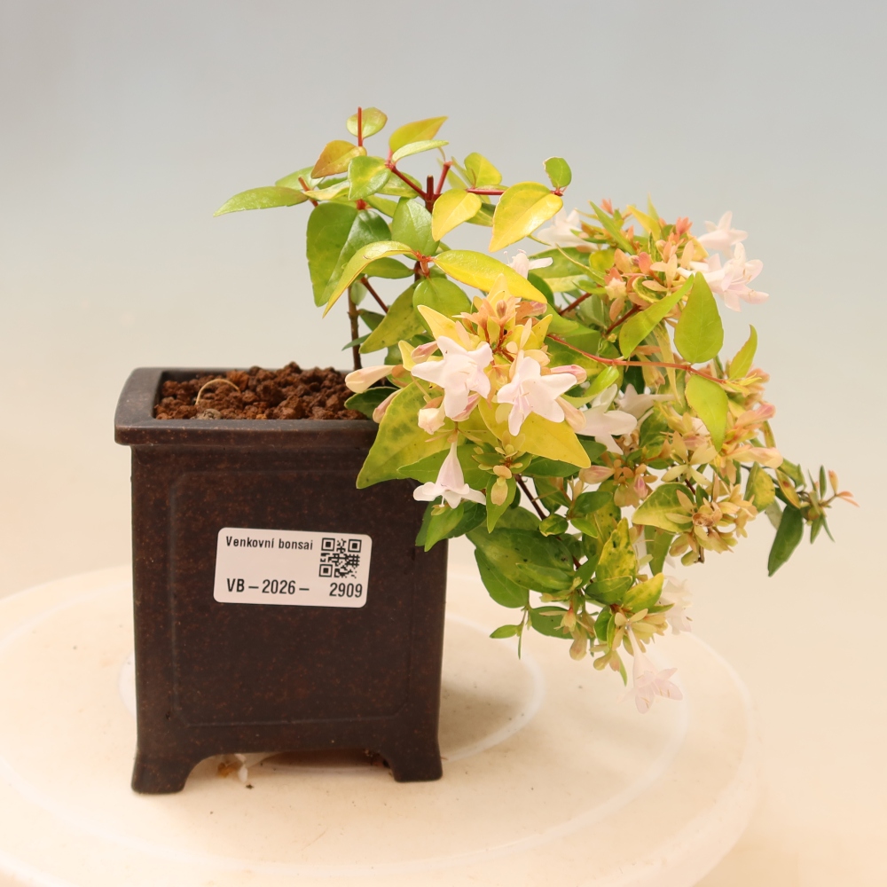 Outdoor Bonsai - Abelia 'Kleidoscope' - Large-flowered Abelia