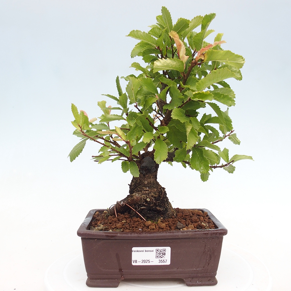 Outdoor bonsai - Zelkova - Zelkova NIRE