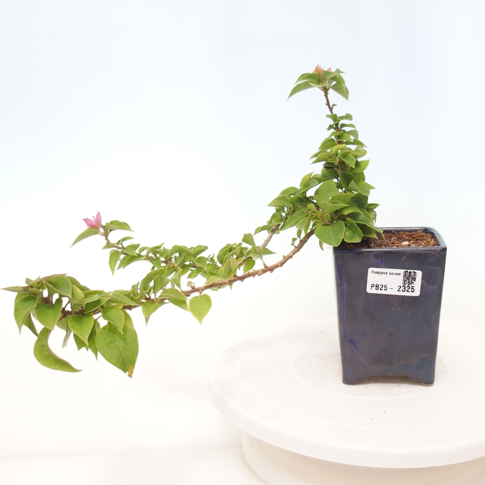 Indoor bonsai - Bouganwilea