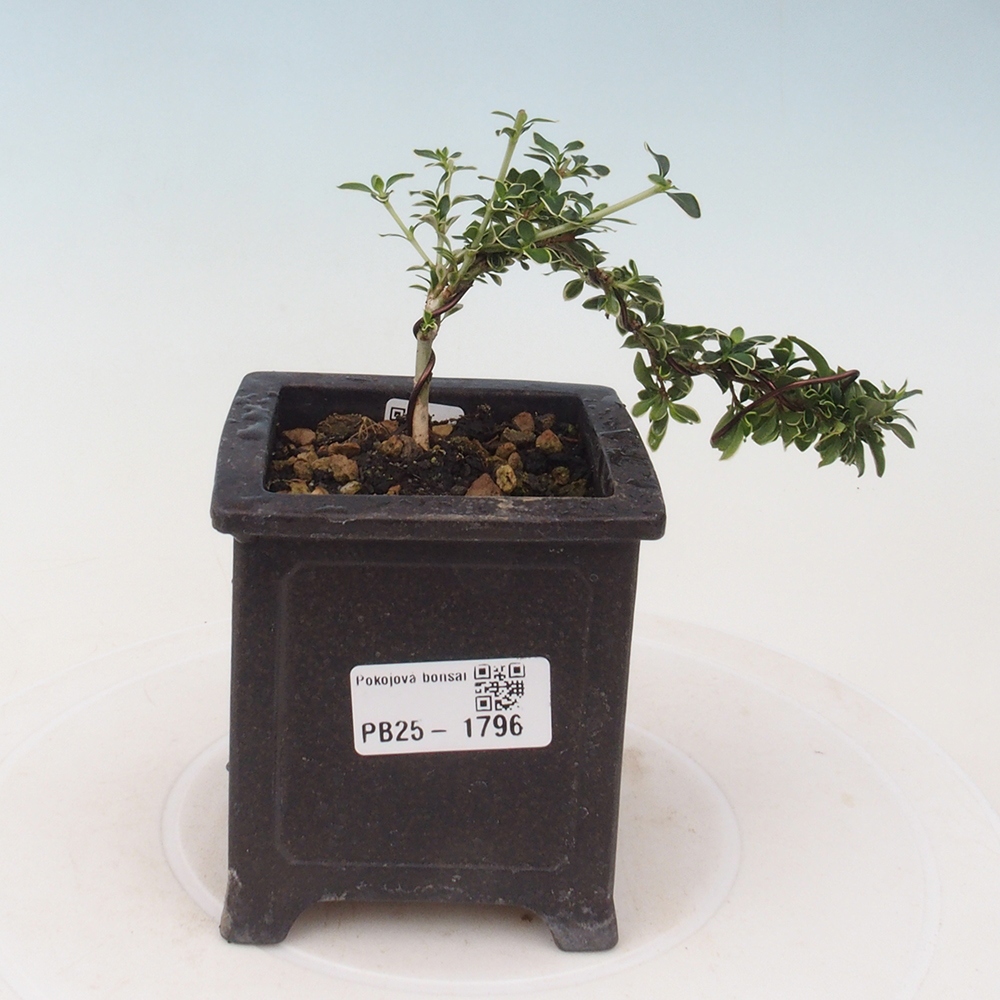 Indoor bonsai - Serissa foetida Variegata - Tree of a thousand stars