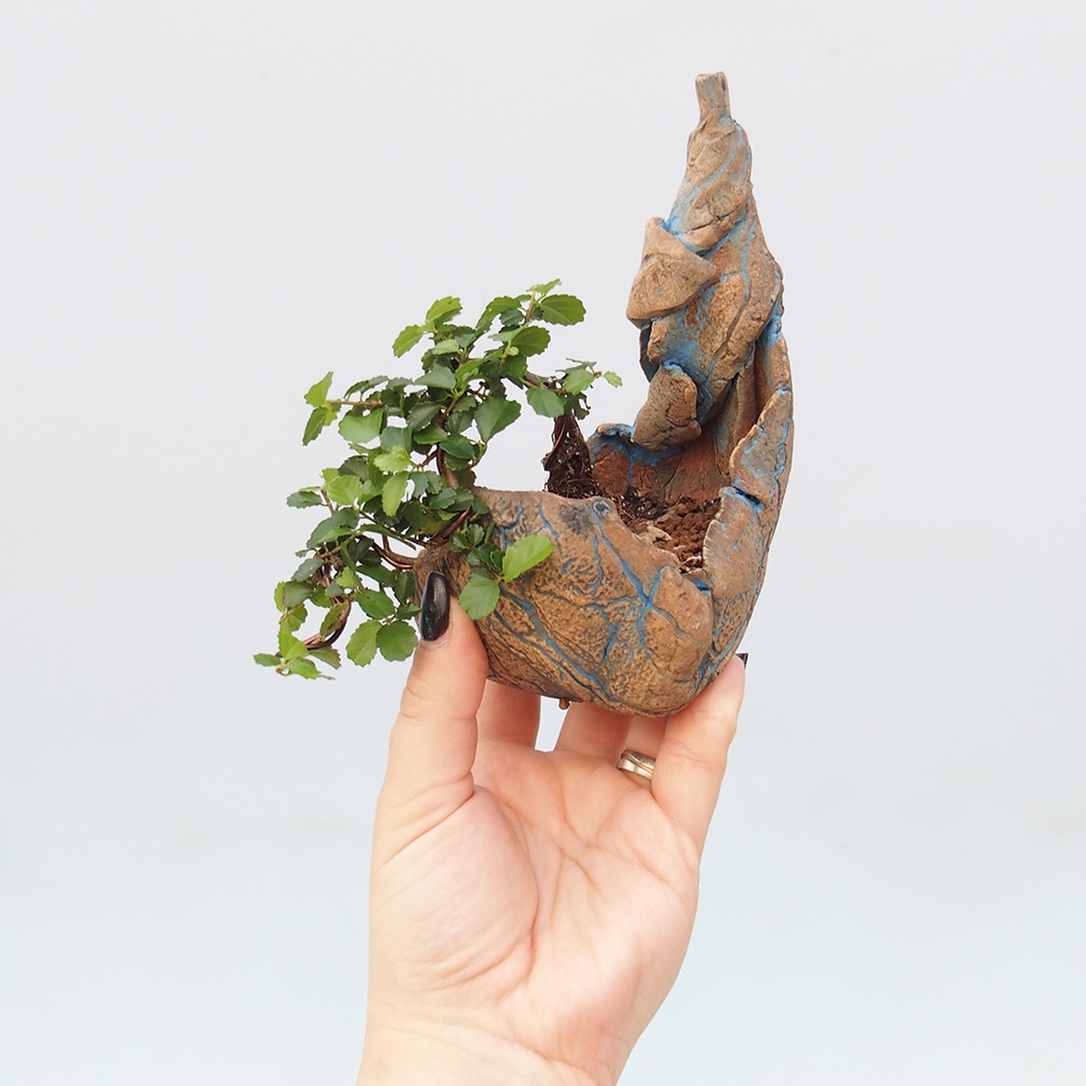 Room bonsai - Grewia sp. - Grewia malafolia