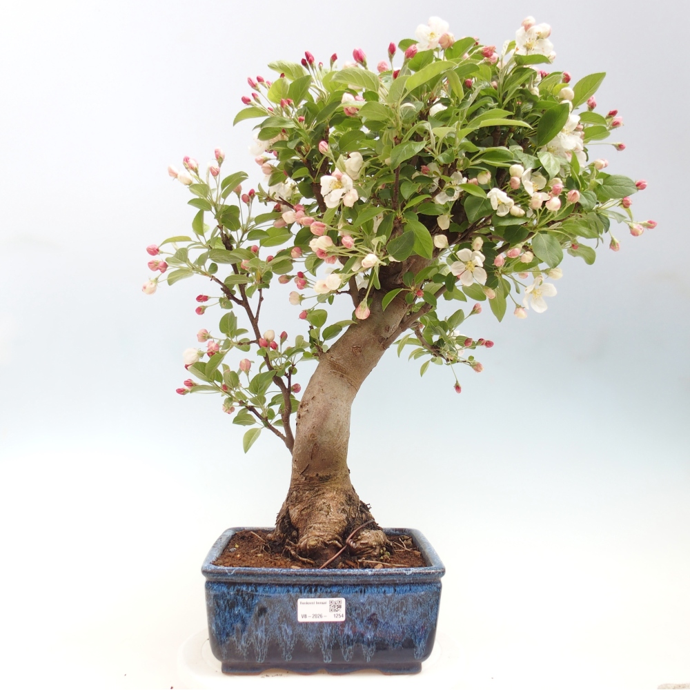 Outdoor bonsai -Malus halliana - Small-fruited apple tree