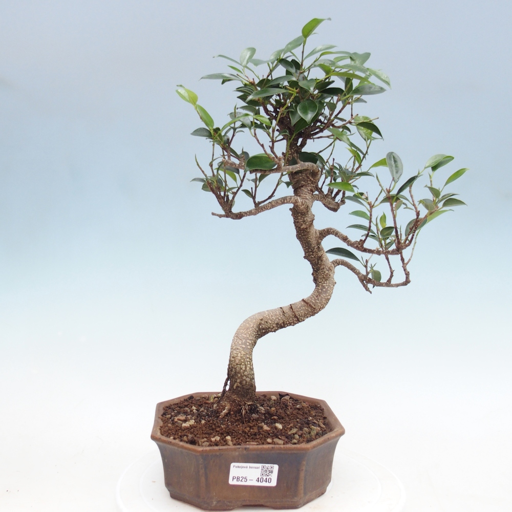 Room bonsai - Ficus retusa - small-leaved ficus