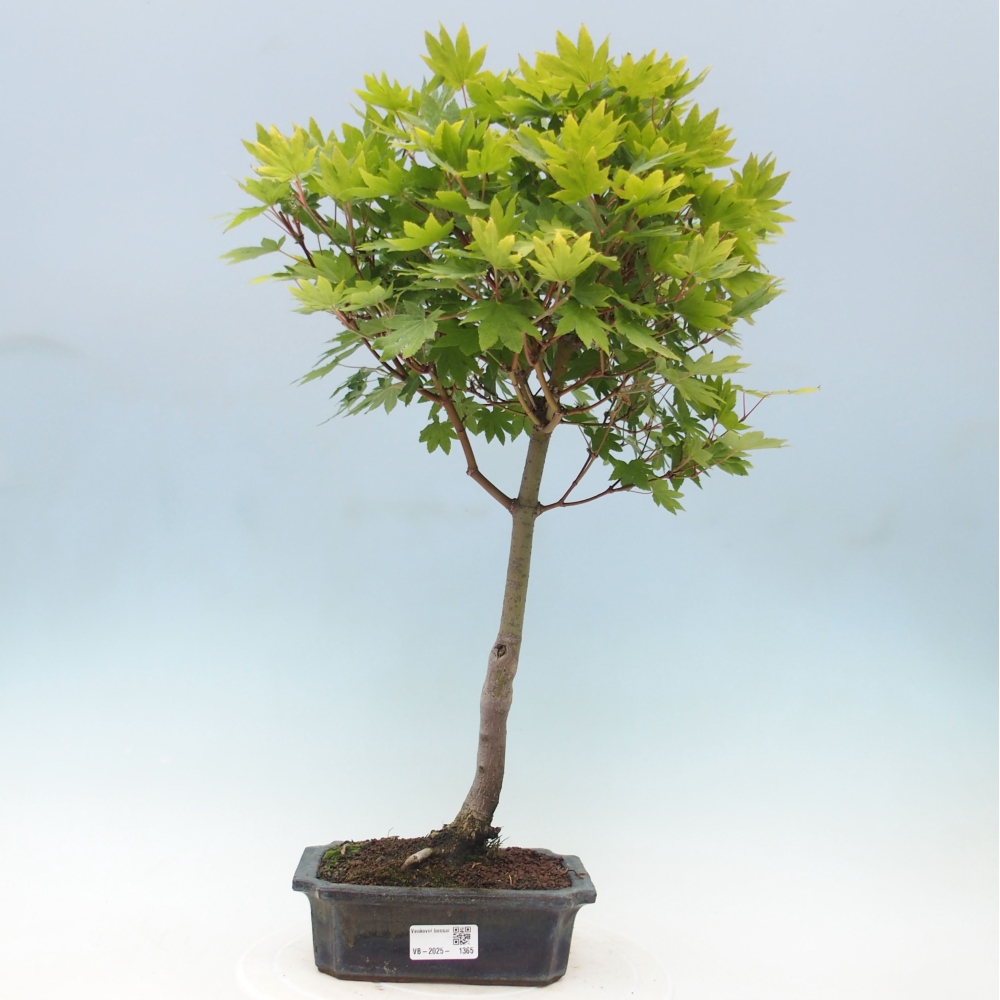 Outdoor bonsai - Maple palmatum katsura GISAN - Maple palmate