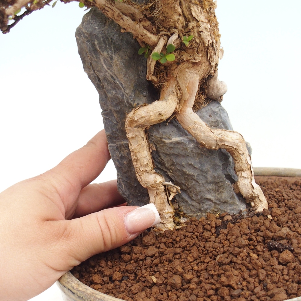 Outdoor bonsai - Berberis coreana