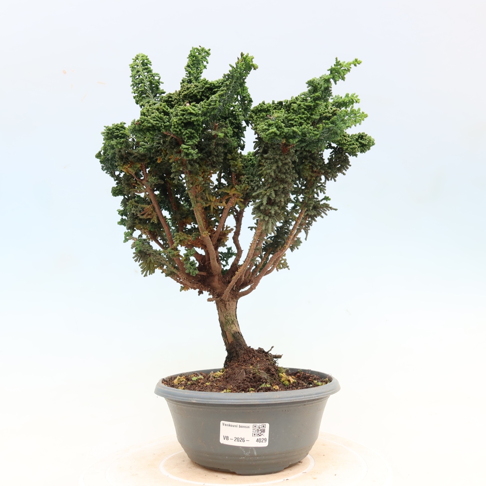 Outdoor bonsai - Cham. obtusa SEKKA HINOKI - Cypress