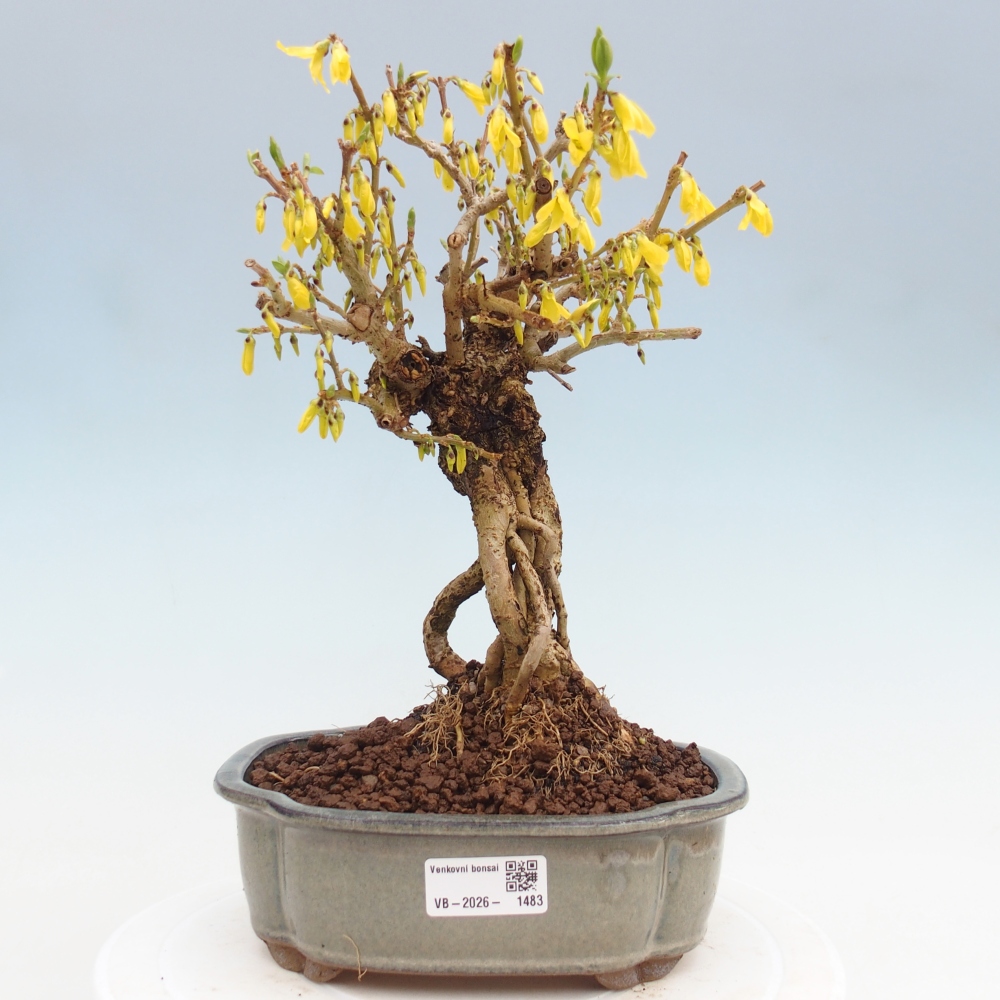 Outdoor bonsai - Forsythia - Forsythia koreana