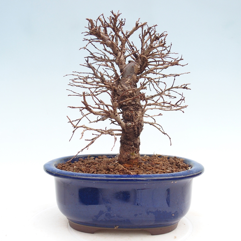 Outdoor bonsai - Zelkova - Zelkova NIRE