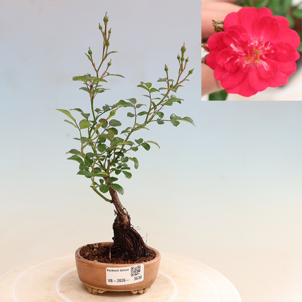 Outdoor Bonsai - Rosa Kordes - Rose