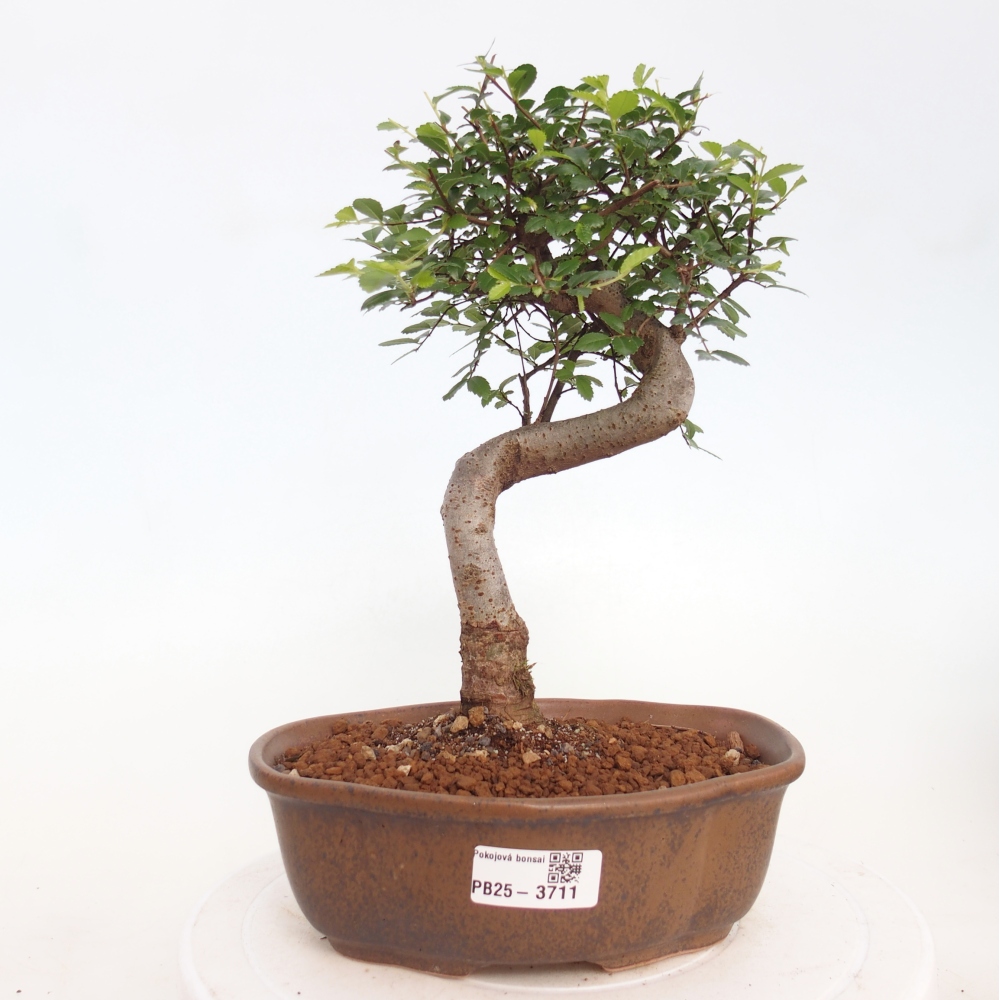 Room bonsai - Ulmus parvifolia - Small-leaved elm