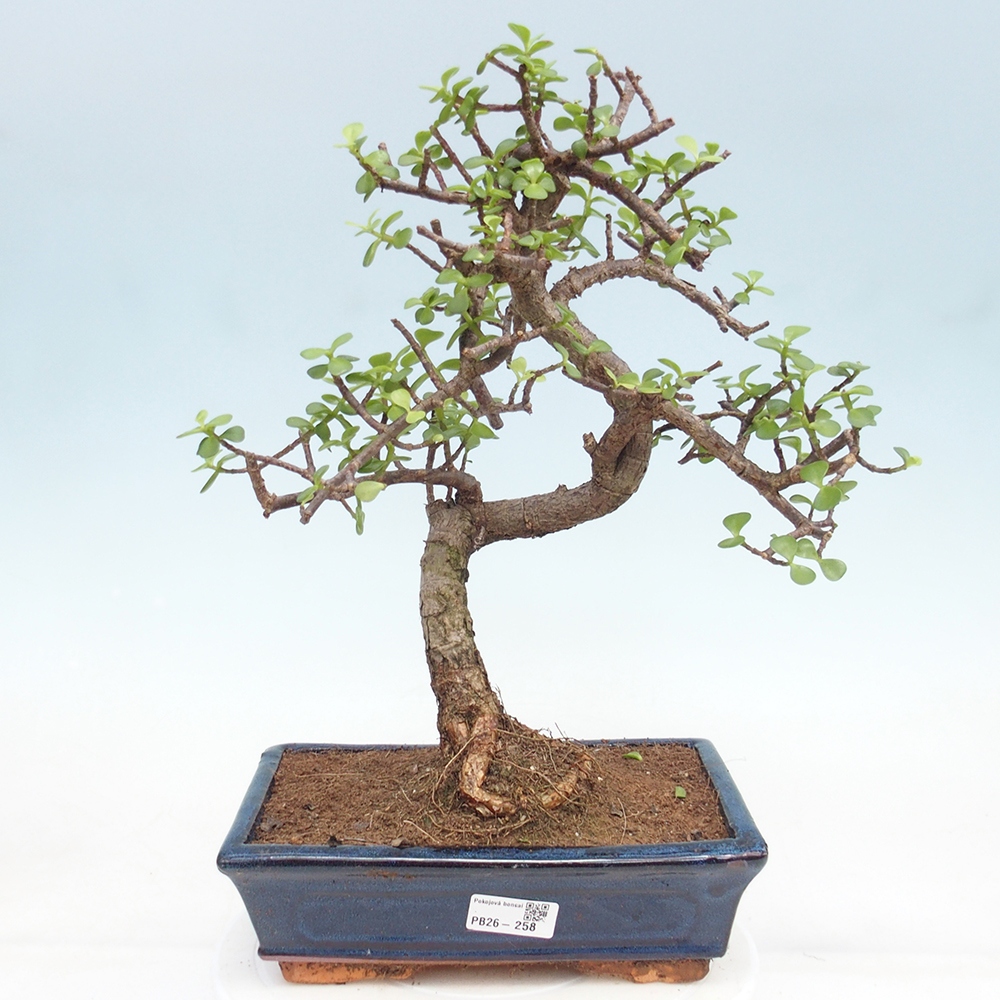 Room bonsai - Portulakaria Afra - Tlustice