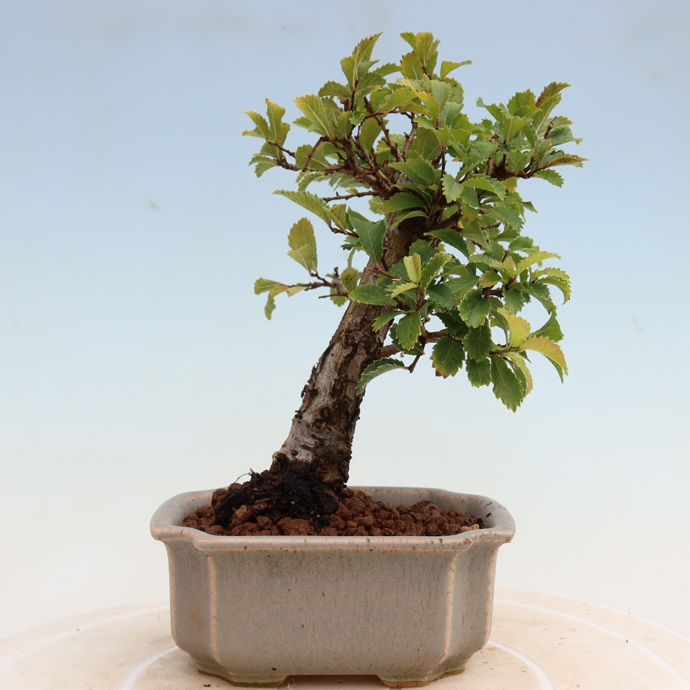 Outdoor bonsai - Zelkova - Zelkova NIRE