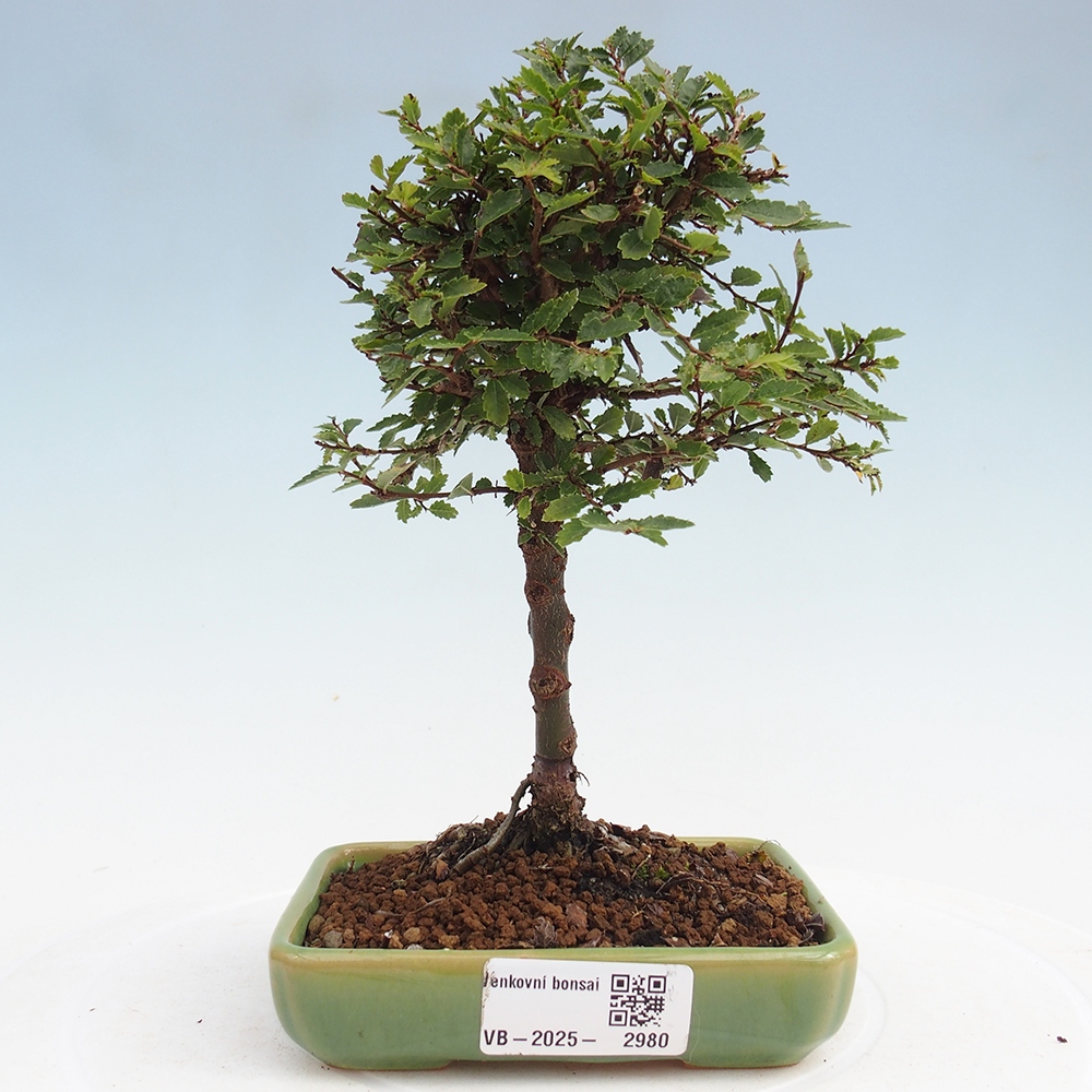 Outdoor bonsai - Ulmus parvifolia Sagei - Small-leaved elm