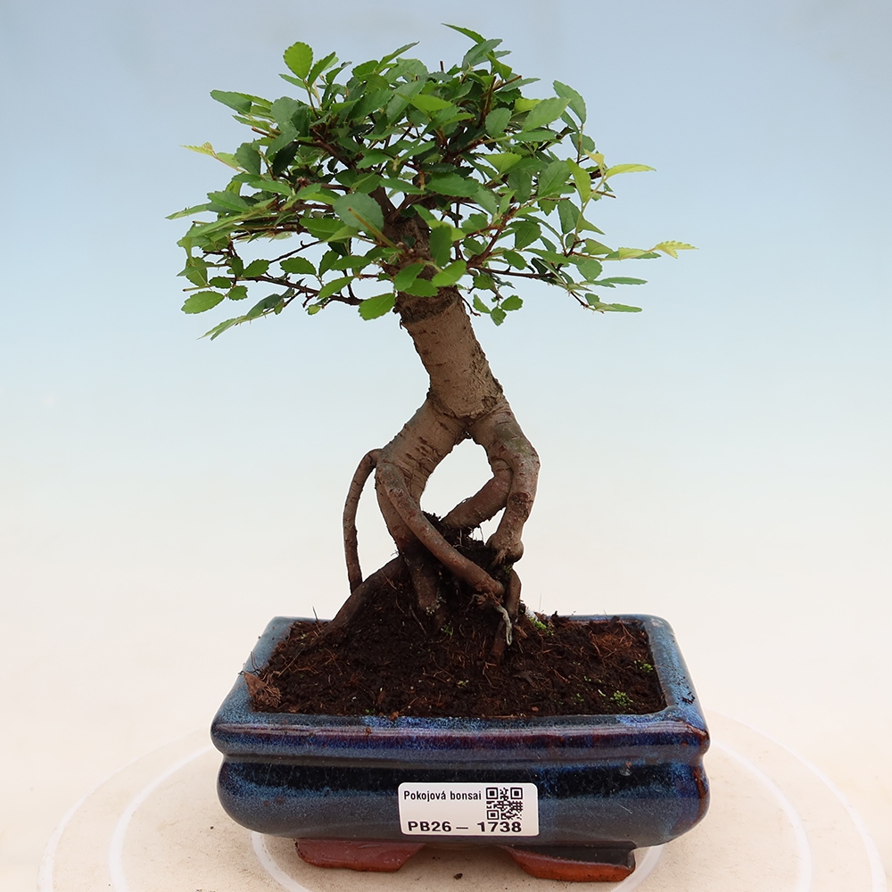 Room bonsai - Ulmus parvifolia - Small-leaved elm