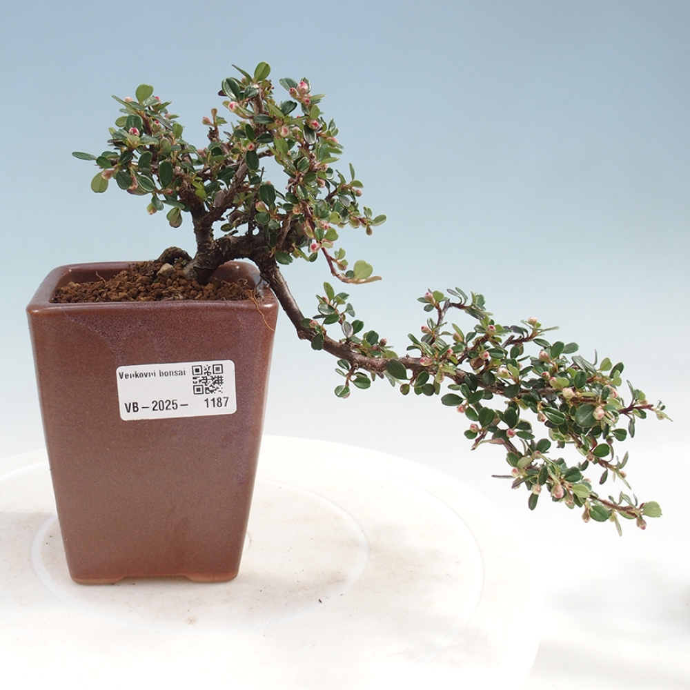 Outdoor bonsai - Cotoneaster horizontalis - Rock tree