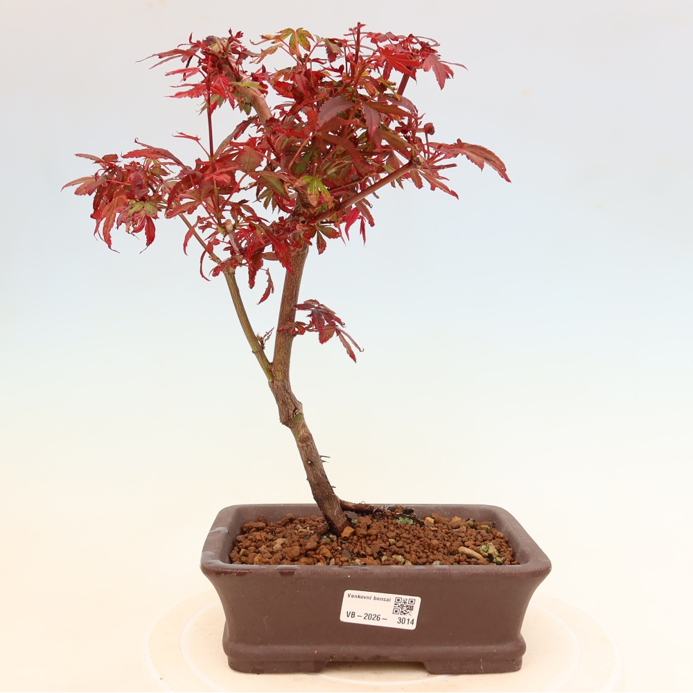 Outdoor Bonsai - Japanese Maple - Acer palmatum 'Berry Broom' 
