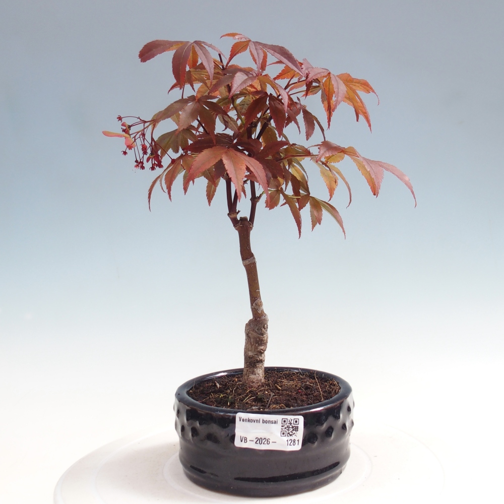 Outdoor bonsai - Acer palm. Atropurpureum-Javor palmate