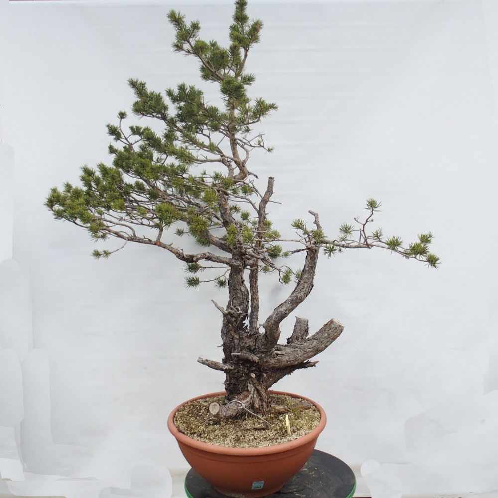 Yamadori - Pinus sylvestris Spain