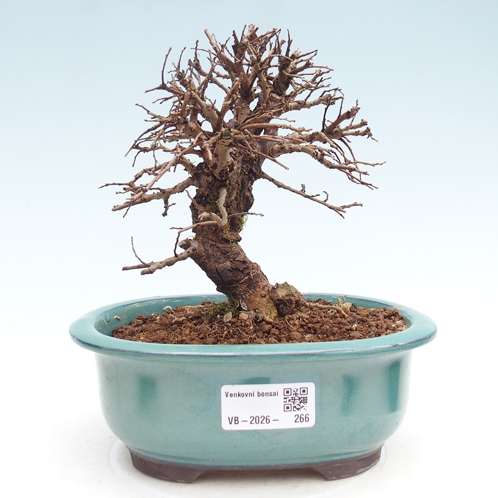 Outdoor bonsai - Zelkova - Zelkova NIRE