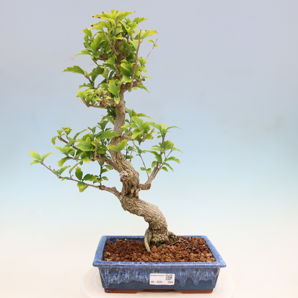 Outdoor Bonsai - Hibiscus syriacus - Syrian Hibiscus