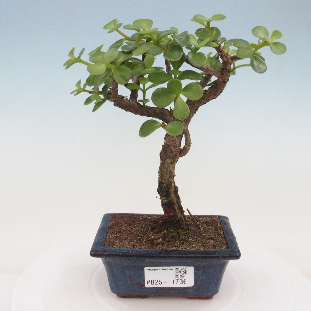 Indoor bonsai - Portulakaria Afra - Tlustice