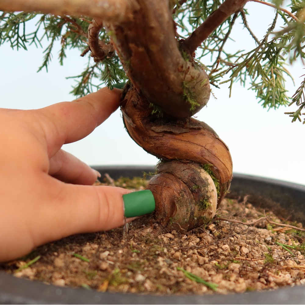 Outdoor Bonsai - Juniperus chinensis Itoigawa - Chinese Juniper