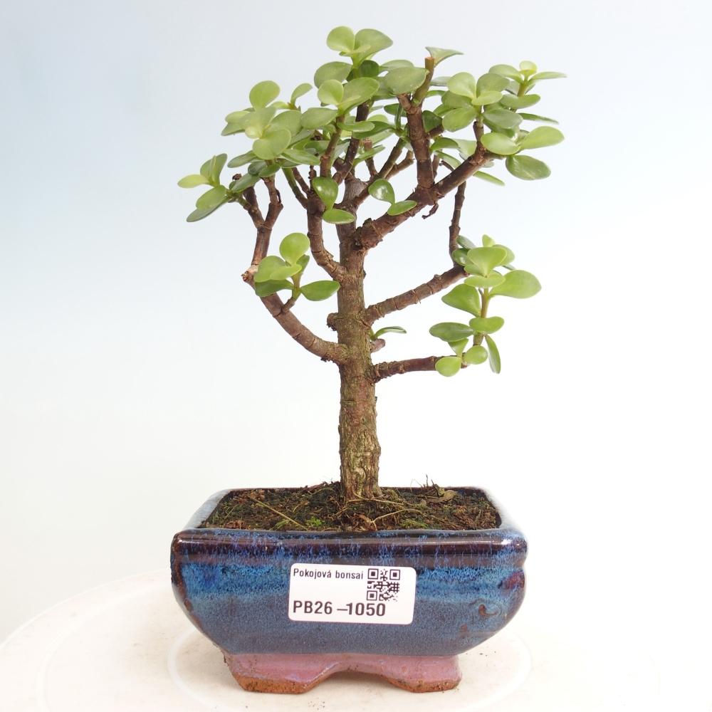 Room bonsai - Portulakaria Afra - Tlustice